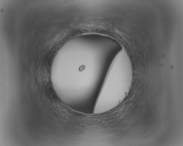 X0000077391253200610201006