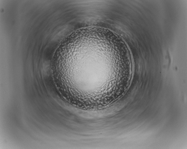 X0000077390034200610201429