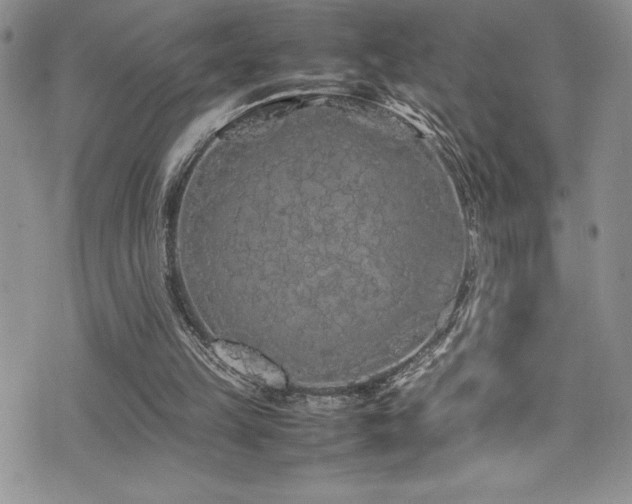 X0000077390149200610201426