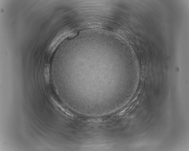 X0000077390194200610201426
