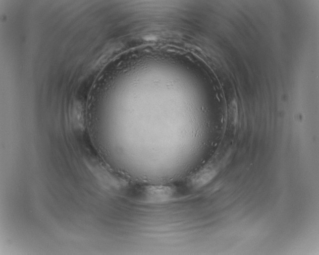 X0000077390234200610201425