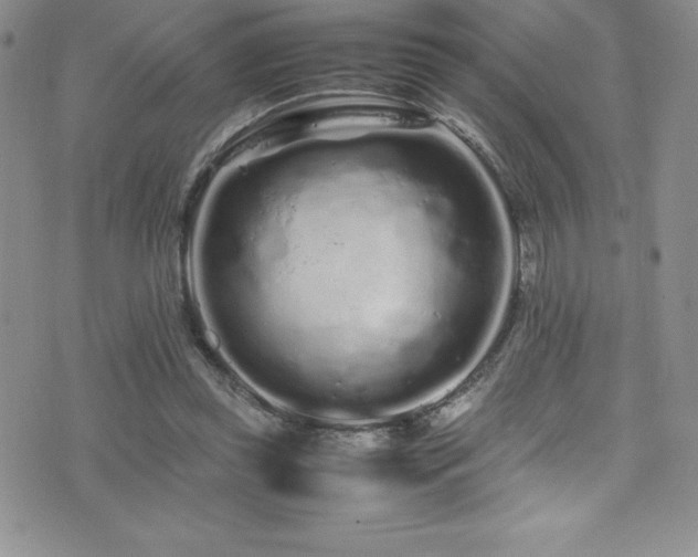 X0000077390349200610201423
