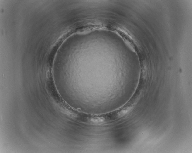 X0000077390355200610201423