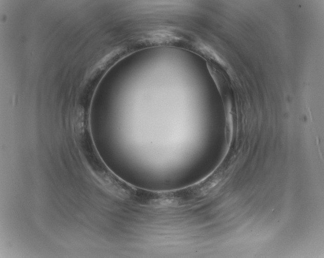 X0000077390356200610201423