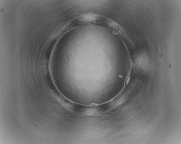 X0000077390462200610201422