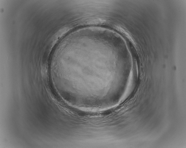 X0000077390483200610201421