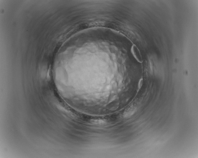X0000077390649200610201419
