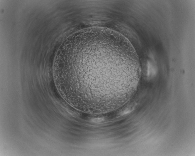 X0000077390653200610201419