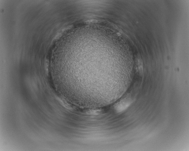 X0000077390664200610201419