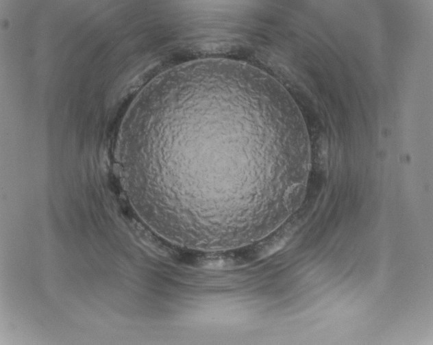 X0000077390746200610201417