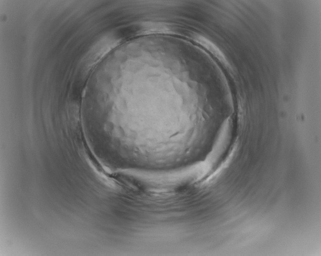 X0000077390849200610201416