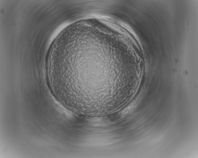 X0000077391048200610201413