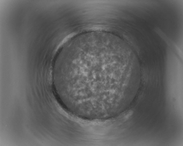 X0000077390016200610272024