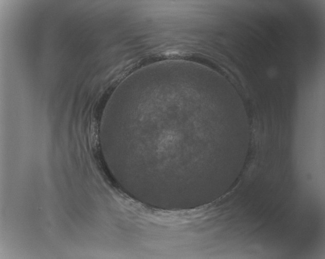 X0000077390029200610272024