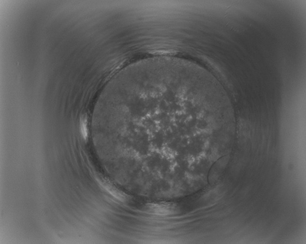 X0000077390069200610272023