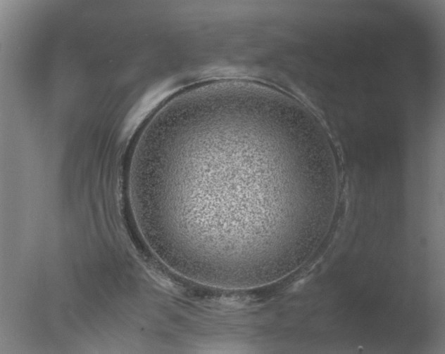 X0000077390103200610272023