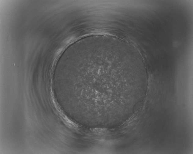 X0000077390145200610272022