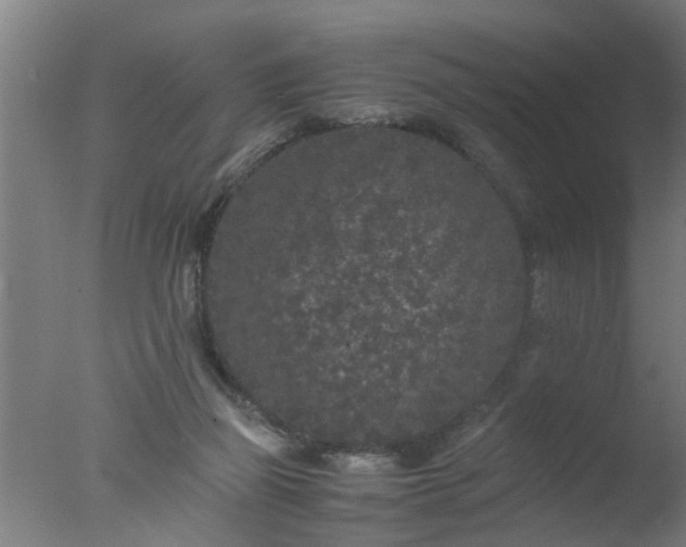 X0000077390165200610272022