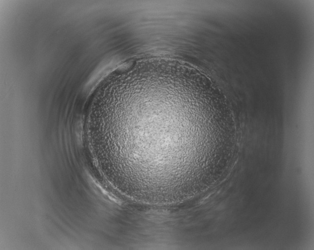 X0000077390194200610272021