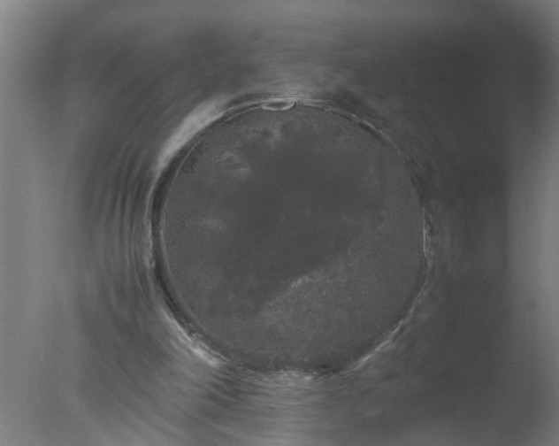 X0000077390198200610272021