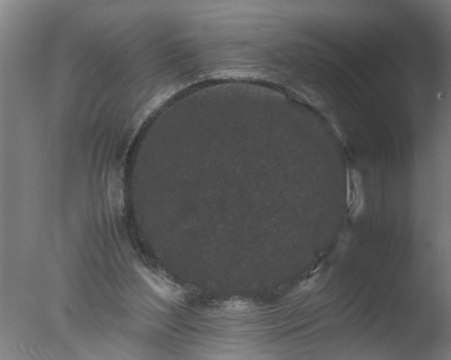 X0000077390204200610272021