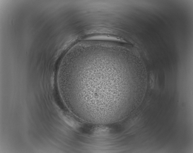 X0000077390206200610272021