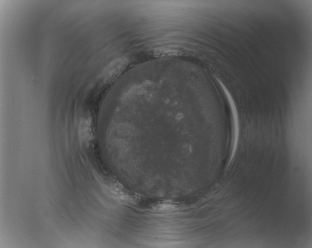 X0000077390224200610272021