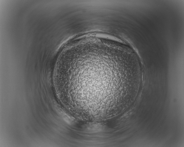 X0000077390249200610272020