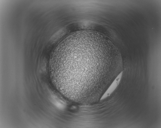 X0000077390266200610272020