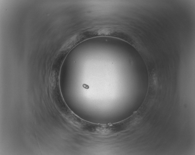 X0000077390311200610272019