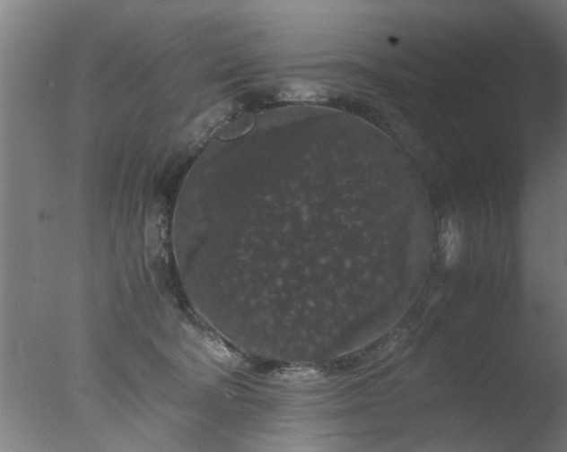 X0000077390322200610272019