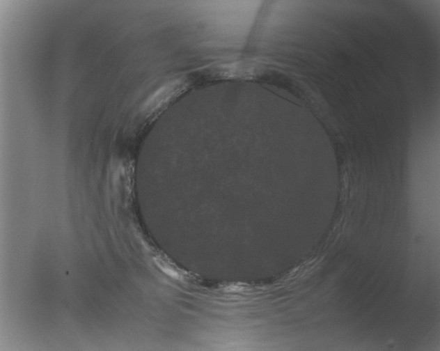 X0000077390325200610272019