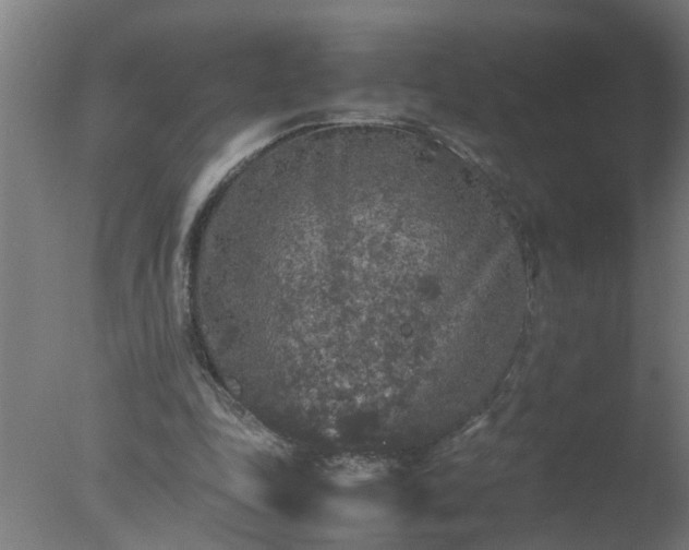 X0000077390343200610272018