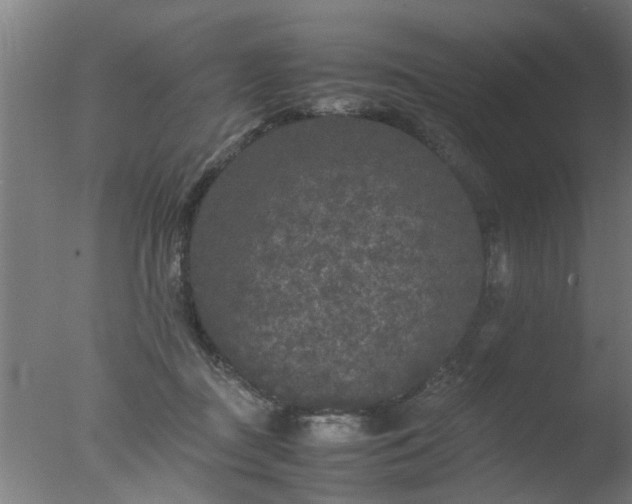 X0000077390363200610272019