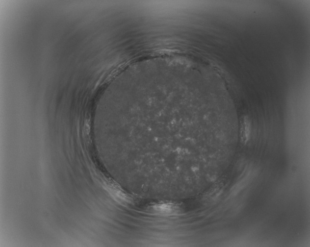 X0000077390365200610272019