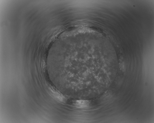 X0000077390371200610272019