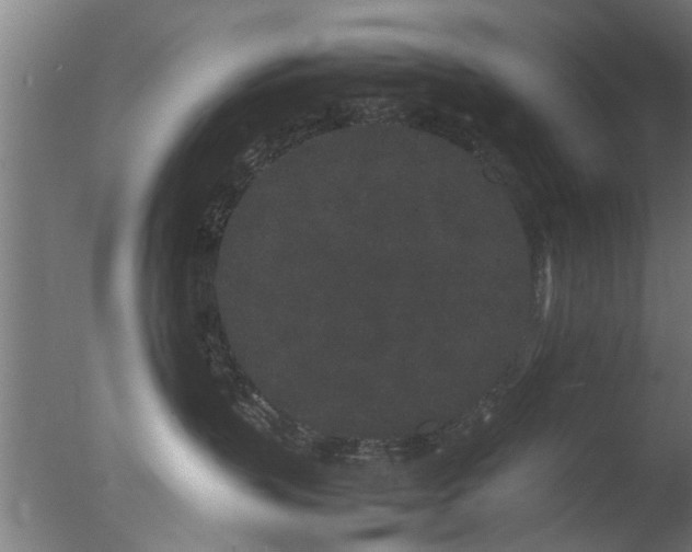 X0000077390383200610272019