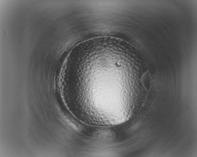 X0000077390642200610272014