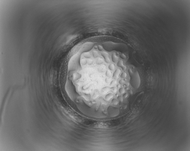 X0000077390656200610272014