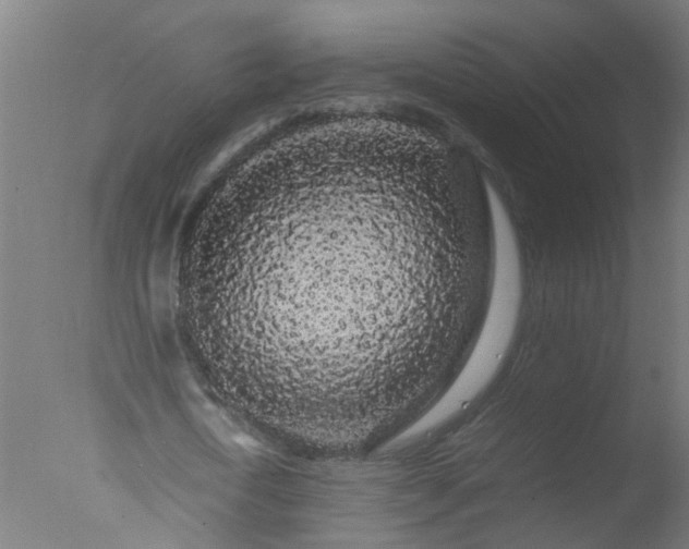 X0000077390722200610272012