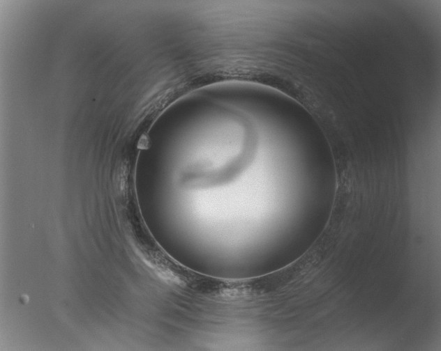 X0000077390744200610272012