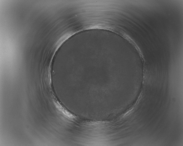X0000077390892200610272010