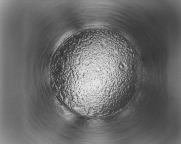 X0000077390994200610272008