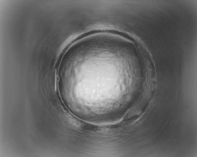 X0000077391175200610272005