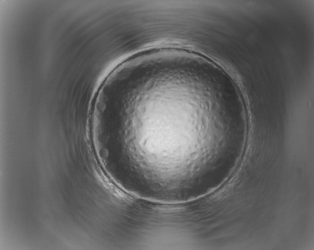 X0000077391296200610272003