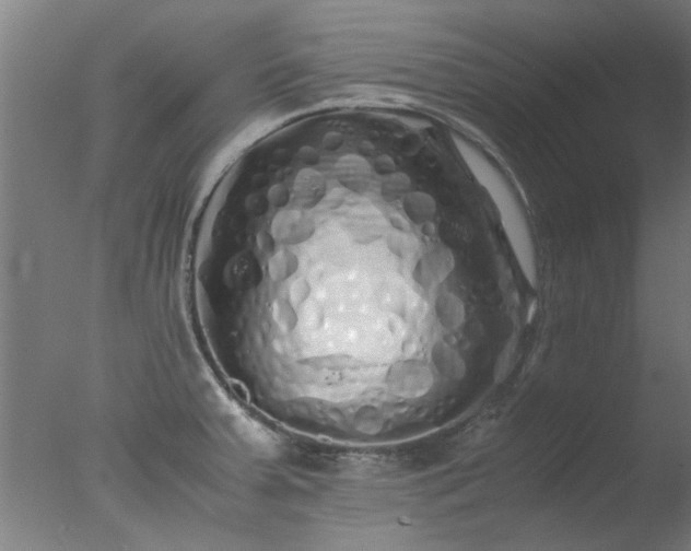 X0000077391379200610272001