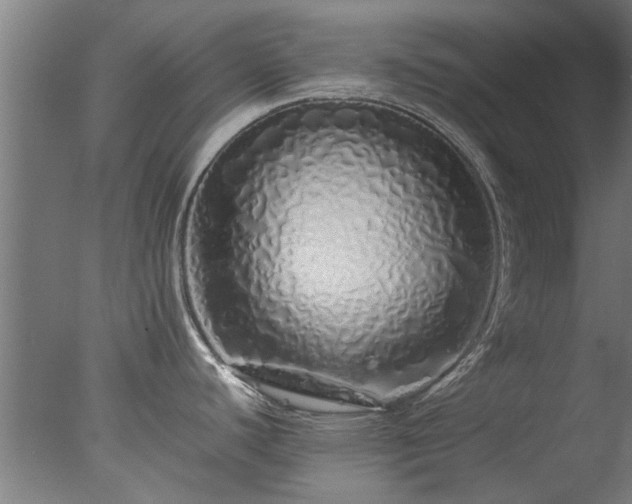 X0000077391440200610272001