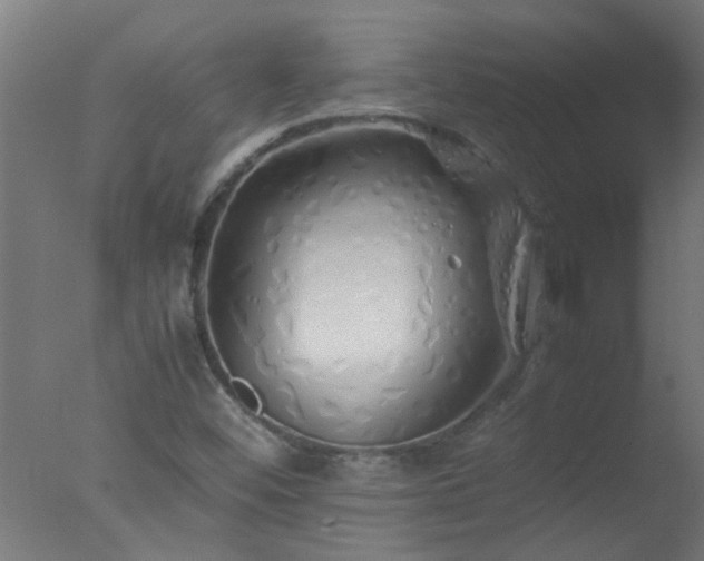 X0000077391452200610272000