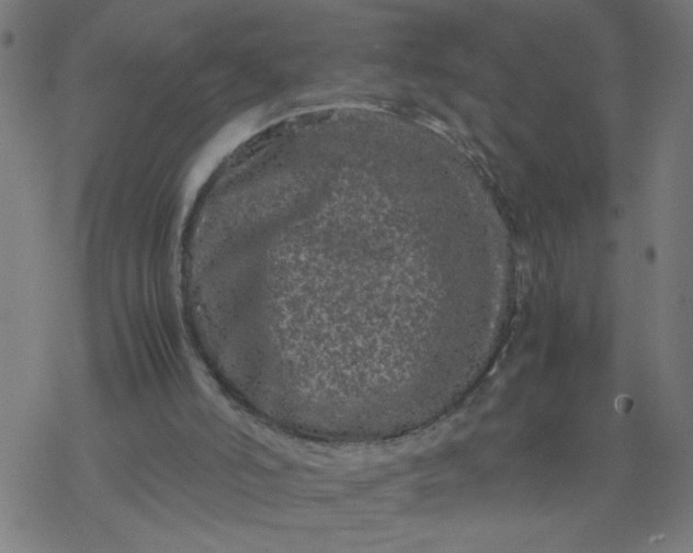 X0000077390006200611032013