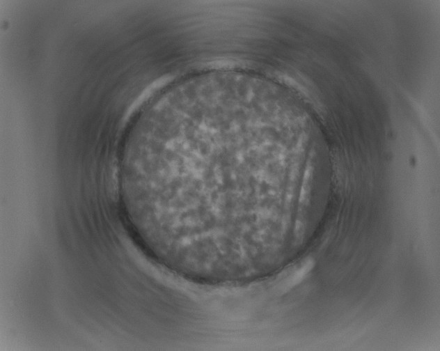 X0000077390016200611032013